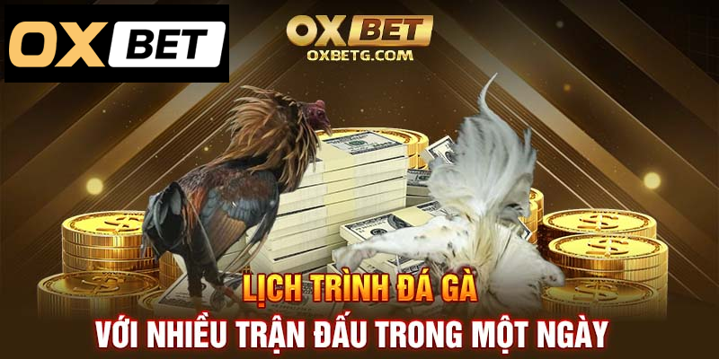 Thưởng thức nhiều trận đá gà mỗi ngày, lịch trình sôi động