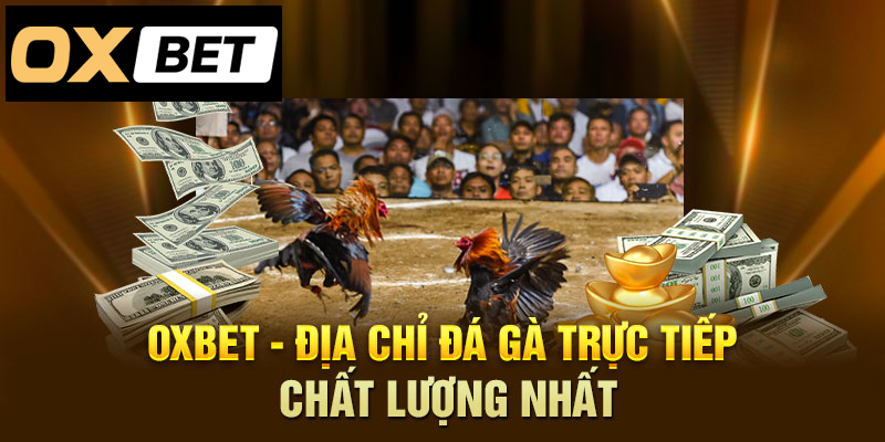 Oxbet – Đỉnh cao đá gà trực tiếp, chất lượng vượt trội