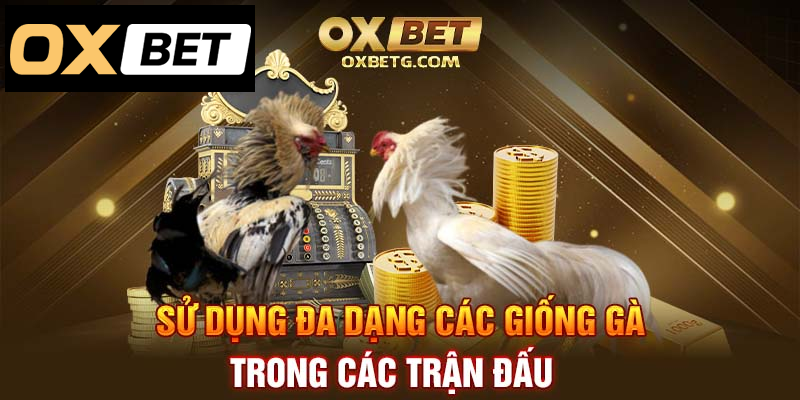 Đa dạng giống gà, tạo nên trận đấu hấp dẫn và độc đáo