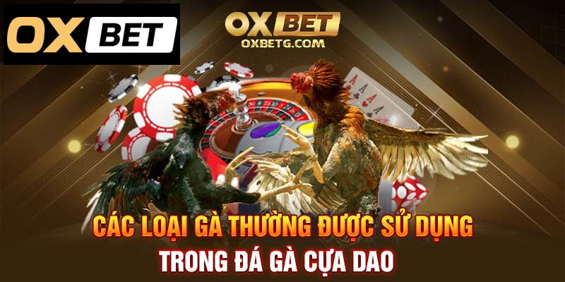 Khám phá loại gà thường dùng trong đá gà cựa dao