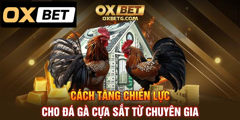 Tăng chiến lực đá gà cựa sắt theo bí quyết chuyên gia