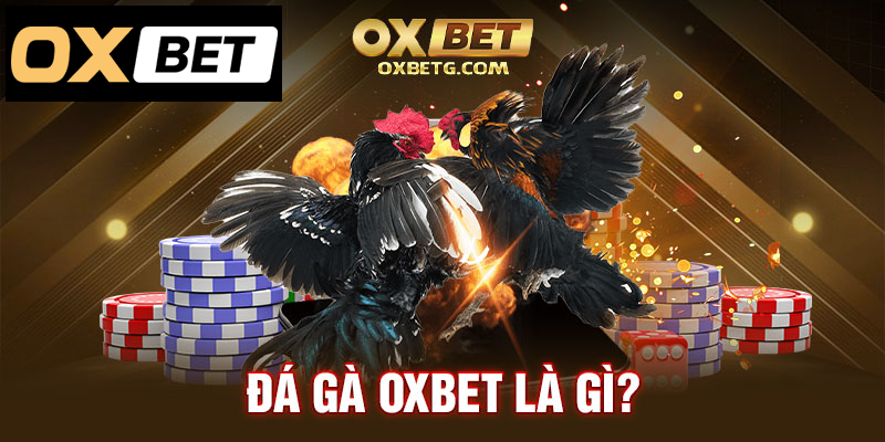 Đá gà oxbet là gì?